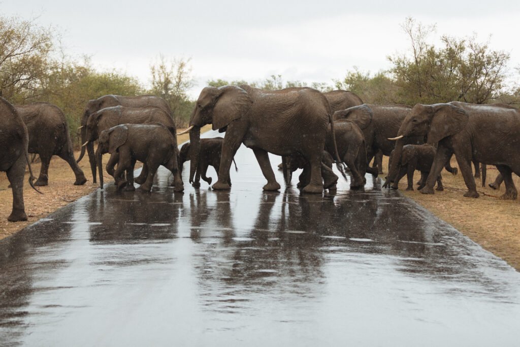 Elephants crossing the road in South Africa
