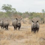 rhinos in the Kruger National Park