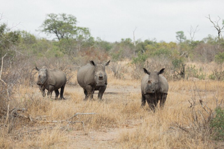 rhinos in the Kruger National Park